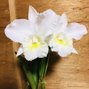 【株のみ販売】蘭 カトレア(中大輪) メモリー ※誕生日・母の日・敬老の日などのお祝い花に