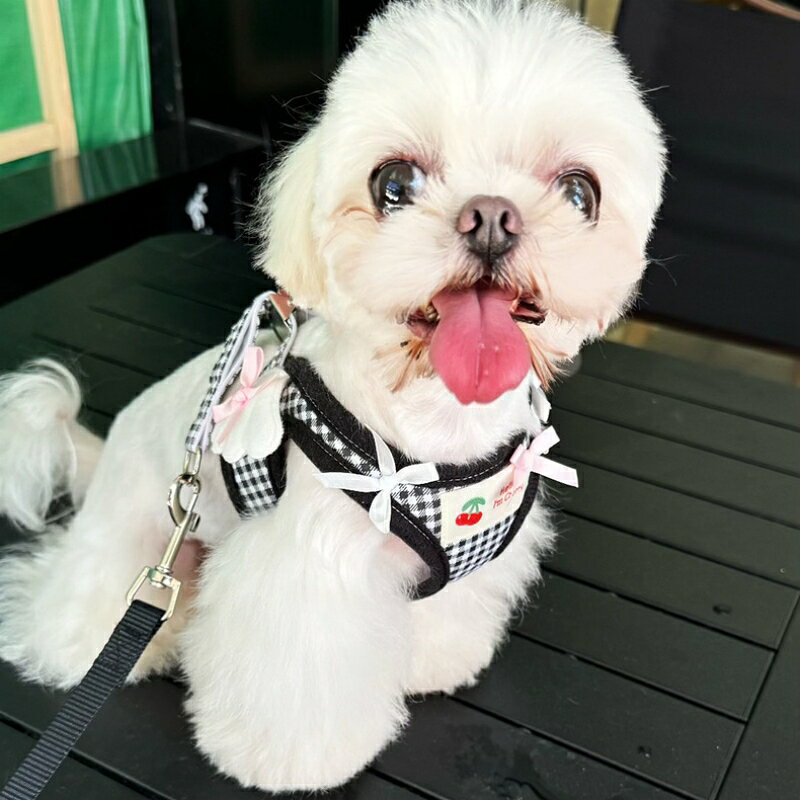 【よりどり2着で200円OFF/よりどり3着で300円OFF】犬 ハーネス リード 2点セット ...