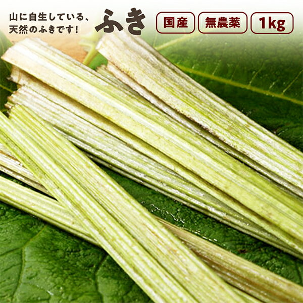 ふき 1,000g 秋田県産 天然 山菜 蕗 さんさい とれたて 【6月中旬頃出荷予定】