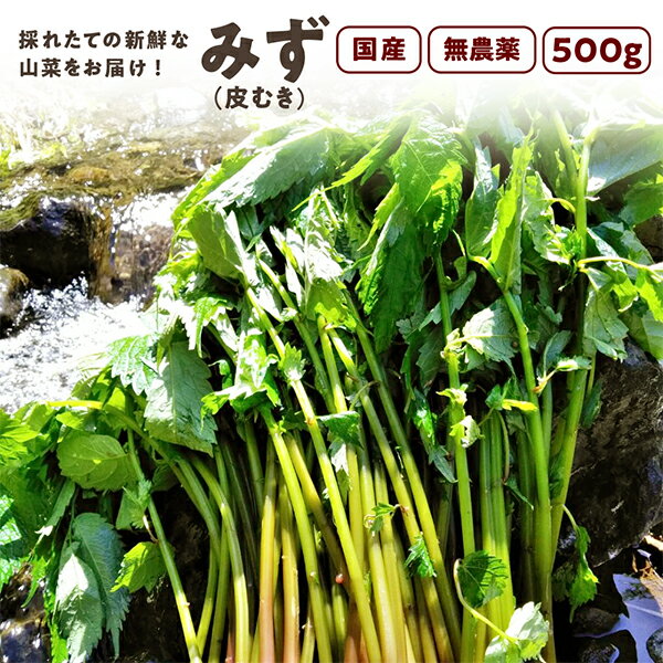 みず（皮むき）500g　秋田県産 みず 