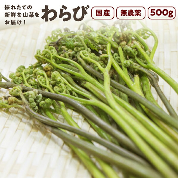 わらび 500g 秋田県産 山菜 さんさい とれたて 天然 【5月中旬順次出荷予定】