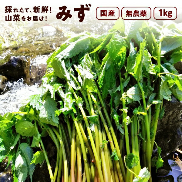 みず 1,000g 秋田県産 みず 山菜 さんさい 1kg とれたて　新鮮　国産 【6月中旬頃出荷予定】