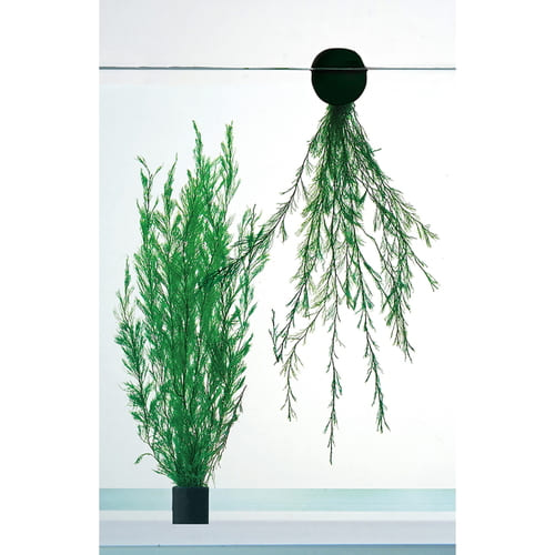 メダカのたまご産み草 1個入メダカ 水草 シダ 産卵 陶器製 おもり 浮き玉 2way店内...