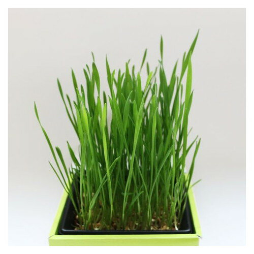 ��Ź�����ʥݥ����10�ܡ����ץ���ȥ꡼�ͤ���Υ��� �ͤ��ؤ��� 5��ʬǭ��μ� ���ؤ��� 5��ʬ ���������� ���