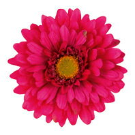 Rakuten - 【造花・春の造花・ガーベラ】シフォンガーベラ・ビューティー