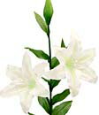 【造花・リリー】カサブランカ(雄しべ白タイプ)・ホワイト