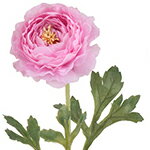 【造花・春の造花・ラナンキュラス】ラナンキュラスソネット・ラベンダーピンク