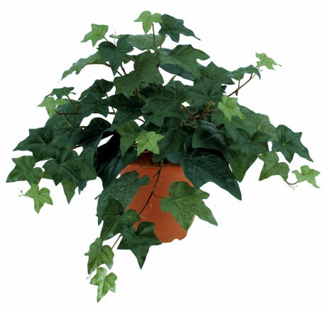 ��¤�֡��꡼�աۥ����ӡ��֥å���