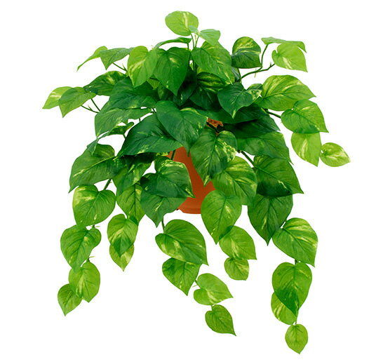 ��¤�֡��꡼�աۥ����������ץ롼�ա��ե�å���ݥȥ��ϥ󥮥󥰥֥å����S��