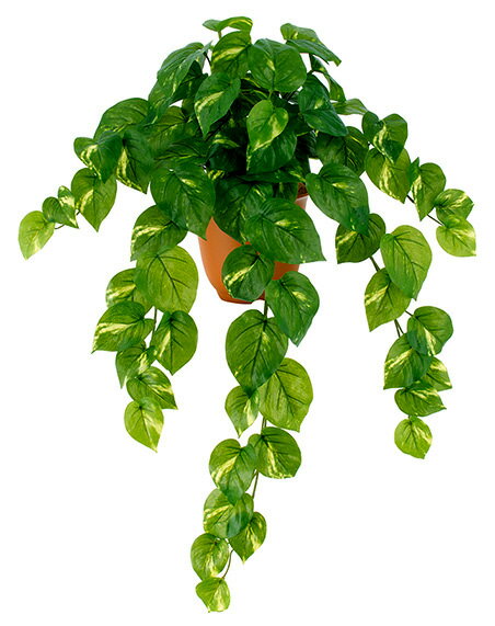 ��¤�֡��꡼�աۥ����������ץ롼�ա��ݥȥ��֥å����BC�ա�