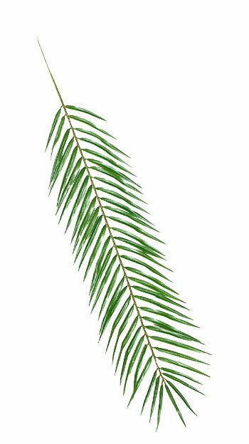 【観葉・リーフ】パームリーフ（L）