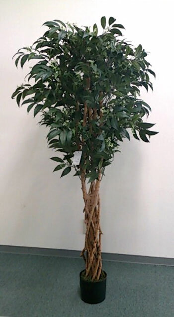 【ナチュラルツリー・観葉】150cmシキミアツリー(ナチュラルトランク)