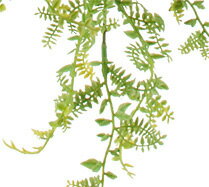 ��¤�֡��꡼�աۥե�å��她���ƥ��å���ե�����Х���ʥץ饹���å��ˡ��饤�ȥ��꡼��