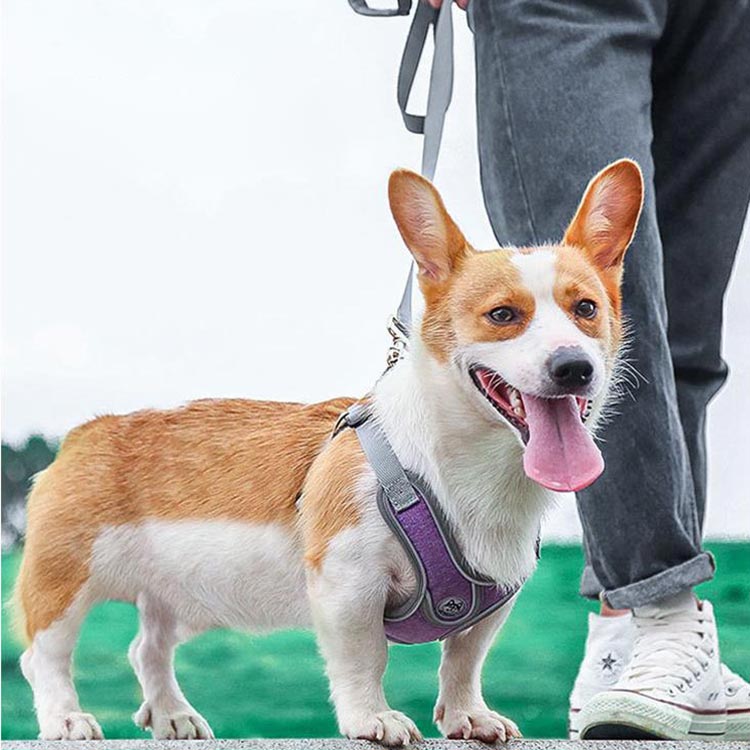 犬 ハーネス おしゃれ リードセット 胴輪 リード 首輪 小型犬 中型犬 可愛い 猫 犬...