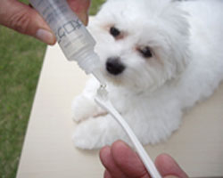 ペットスペース ジョインアスの【マインドアップ】犬口ケア・液状はみがき 30ml｜アングル3