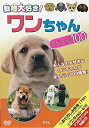 動物大好き! ワンちゃんスペシャル100/動物[DVD]【返品種別A】