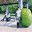 ɥꥢǯ(̾/Type-C)/NMB48[CD+DVD]ʼA