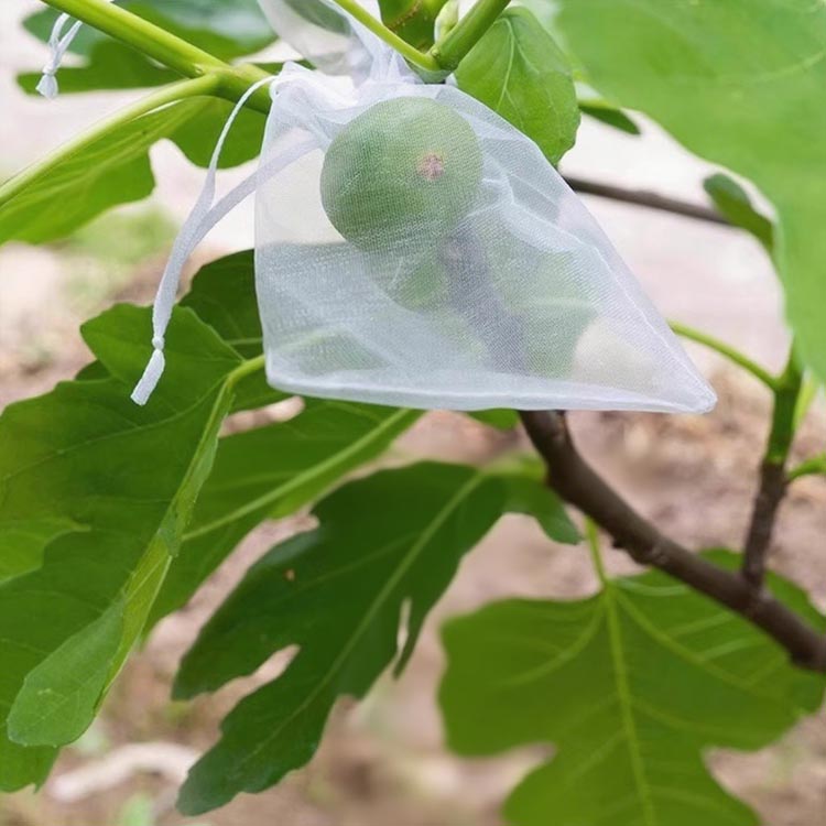 ������ �֥ɥ��� 100������ �֤ɤ��� ��Ļ �̼��� �̼� �����դ��� �Ӥ� �� ��ʪ �̼��� ������ �ݸ��� �ݸ�С� Ļ�褱�ͥå� ���饹�к� ���