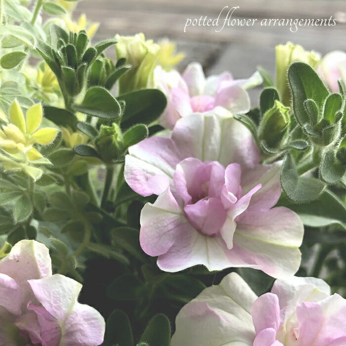 季節の寄せ植え【植物 園芸 花壇 鉢 玄関 新築 ガーデニング バルコニー 草花】