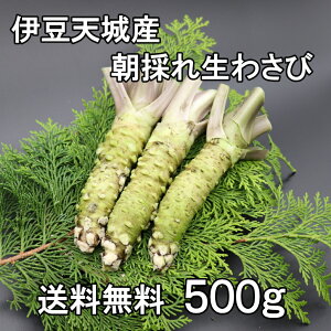 【送料無料】★静岡県伊豆天城産　新鮮　生わさび 500g　3〜6本【ヤマト運輸宅急便】【クール便】天城山の清流で育った美味しい山葵です。　業務用　サイズ不揃い　静岡土産　伊豆土産