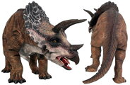 小型版トリケラトプス/DefinitiveTriceratops
