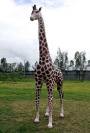 置物動物インテリアキリン置物インテリア 動物親キリン/Giraffe 12Ft.