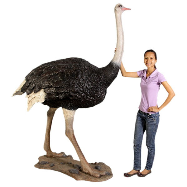 ダチョウ / Ostrich fr130003