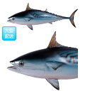 魚置物インテリア　サカナさかなオブジェ スマガツオ / Mackerel Tuna　fr120063