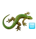 uCeAE60cm / Gecko 60cm^EJ^ IuWF fr150044
