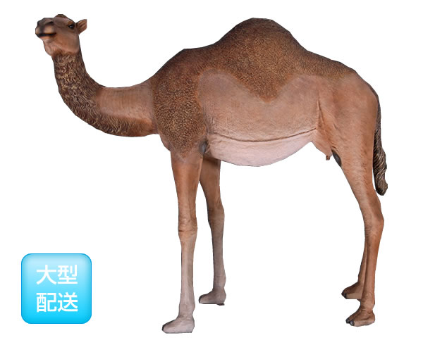 雄のひとコブラクダ / Dromedary Camel - Female fr130007