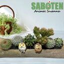 送料無料 サボテンアニマル【NOfe】フクロウE おうち時間 誕生日 プレゼント 花 送別会 歓迎会 退職 祝い 卒業 先生 教室 インテリア お礼 開店 雑貨 玄関 トイレ 映え 和風 お茶 床の間 和室 旅館 料亭