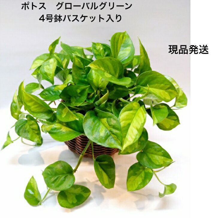 ポトス 観葉植物 ポトス 新種 グローバルグリーン 4号鉢 丈夫 ギフト ご自宅 インテリア 新生活 ホームオフィス 開店御祝 お引越し祝 リフレッシュ 最適【 ポトス グローバルグリーン 4号鉢 バスケット付き 】