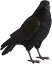 ޥͥå ڥåȥХ PET BANK ꥪ󥯥 CARRION CROW 57801