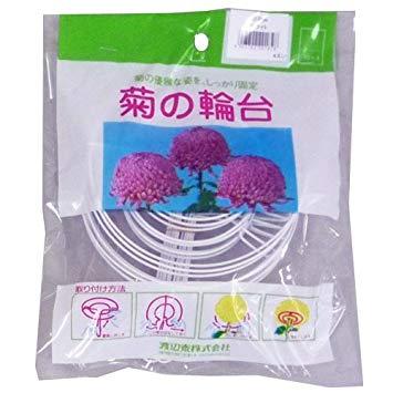 渡辺泰 菊の輪台 白 12cm(10コ入)