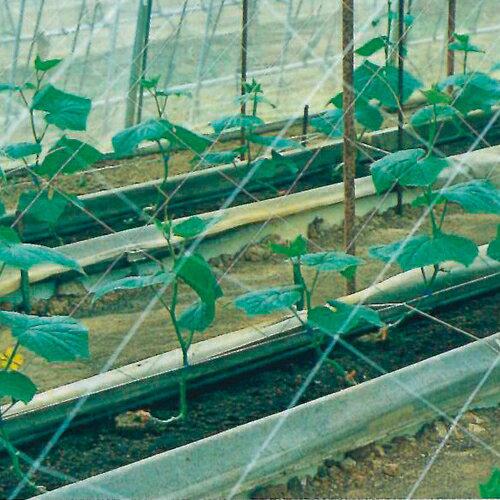 モリリン キュウリネット白緑 24CMX4.2MX36M 4836