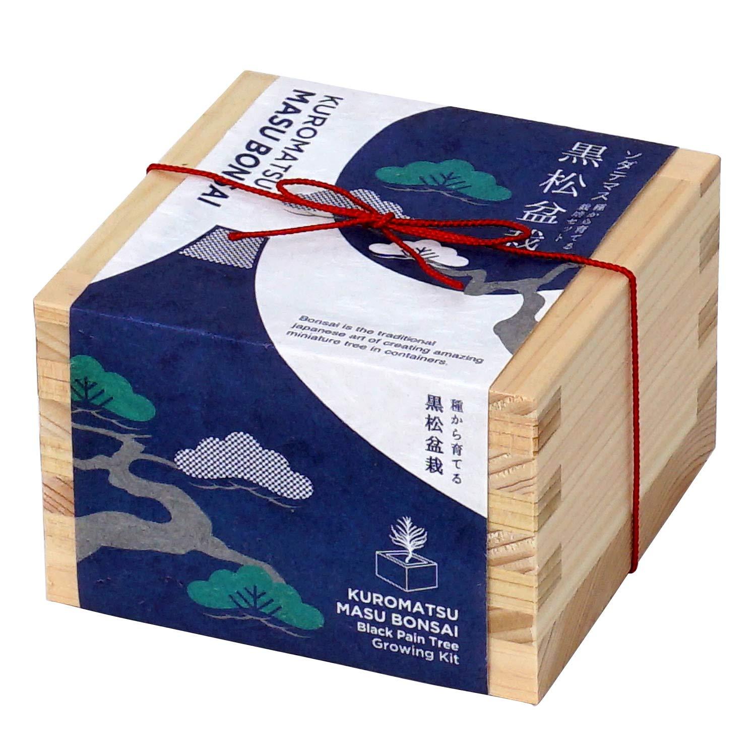 聖新陶芸 聖新 GD-84601 ソダテマス 盆栽セット 黒松 GD-84601