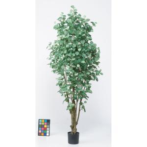 アスカ(Asca) ユーカリ(ポット付) グリーン (A-51042-51A)