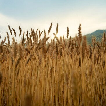 こ、ふぃなんしぇ かさねほうじ茶味 送料込