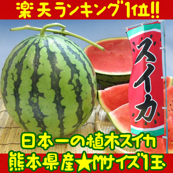 ふるさと駅　熊本産植木すいか（M 1玉）【熊本県産】楽天ランキング1位☆【楽ギフ_のし】【楽ギフ_のし宛書】スイカ　西瓜