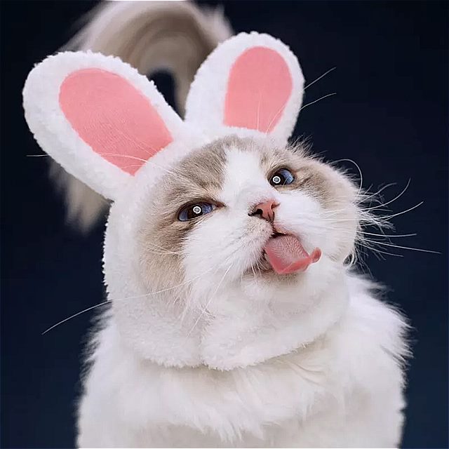 猫 の ウサギ の 耳 の 帽子 ヘッドギア ...の紹介画像2