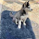 犬 猫 ため 柔らかい ぬいぐるみ 長い毛布 大きな ペット ソファ クッション 小さな 中型 3