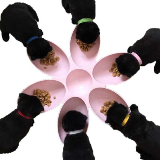 6 in 1犬用ボウル 子犬用スローフィーダー 花 形をしたボウル ペット用品 6 in 1犬用ボウル 子犬用スローフィーダー 花 形をしたボウル ペット用品