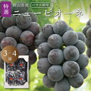 【7月中旬以降発送予定】お中元 特選 大房 夏のニューピオーネ(ハウス栽培) 3〜4房 皮付き 種なし 岡山ぶどう 送料無料 岡山ぶどう 北海道沖縄一部地域配送...