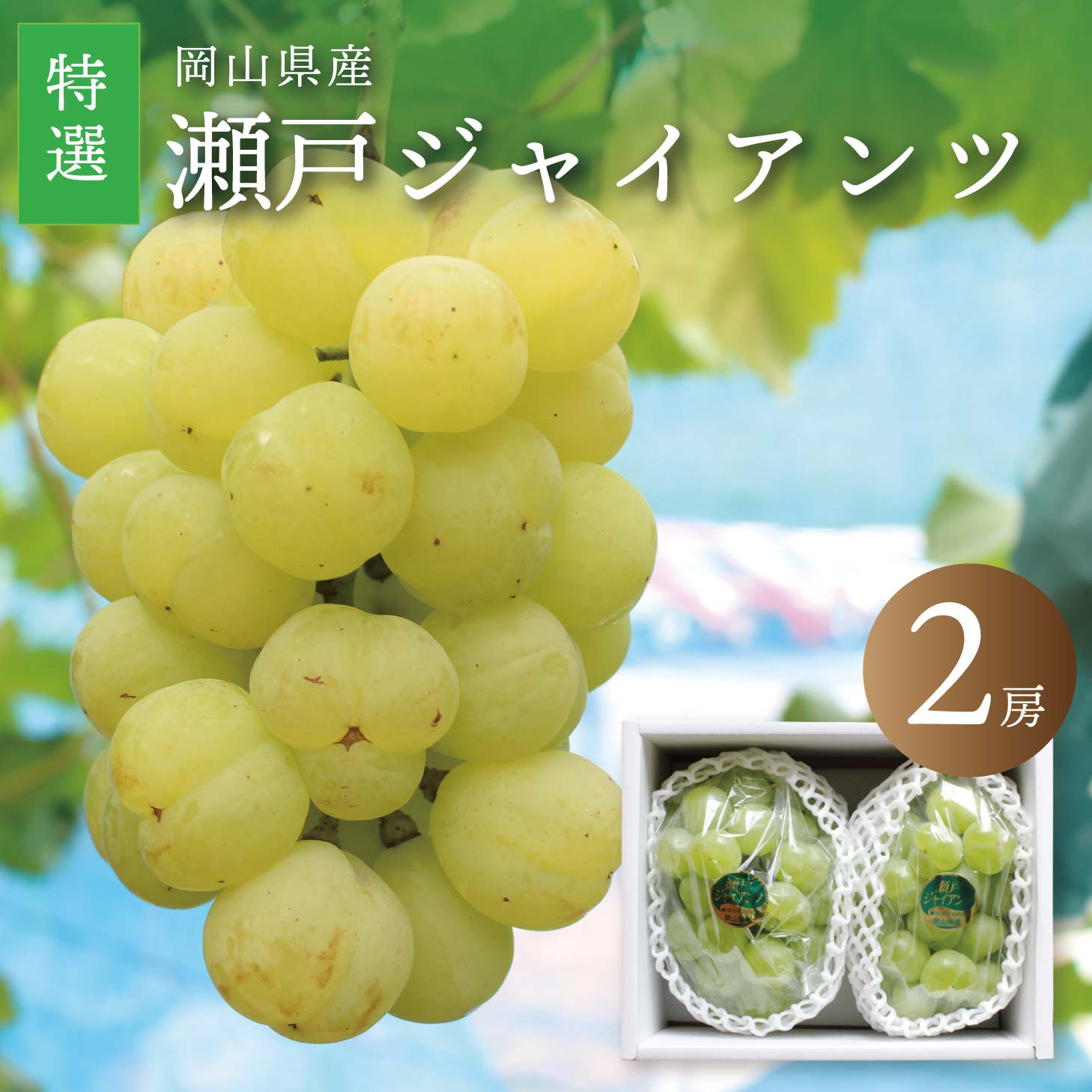 瀬戸ジャイアンツ ぶどう 岡山 特選 桃太郎 種なし 種無し 皮ごと食べられる ブドウ 2房 1.2kg前後 送料無料 岡山ぶどう 北海道沖縄一部地域配送不可のサムネイル