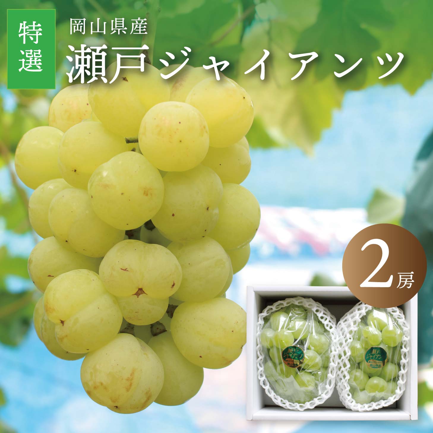 ぶどう 【9月下旬以降発送予定】瀬戸ジャイアンツ ぶどう 岡山 特選 桃太郎 種なし 種無し 皮ごと食べられる ブドウ 2房 1.2kg前後 送料無料 岡山ぶどう 産直 果物 くだもの 贈答品 ギフト 箱 北海道沖縄一部地域配送不可