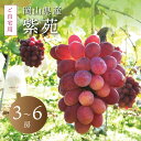 岡山 ぶどう ギフト 紫苑 しえん ご自宅用 3~6房 約2kg 皮付き 送料無料 冬に食べられるぶどう 自宅用 10月中旬出荷 農園 産地直送 種なし 種無し 果物 くだもの フルーツ 贈答品 北海道沖縄一部地域配送不可