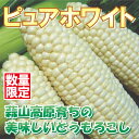 【送料無料】とっても珍しい白いとうもろこしミルクの様な美しさとさっぱりとした甘み。【数量限定】ピュアホワイト10本入り^