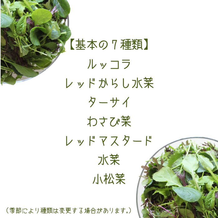 ミックスリーフ大袋500g 単品野菜 岡山県真庭産 大塚農園 サラダ野菜 jshop-web-10001013 岡山産直工房 サンプル画像2