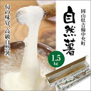 《予約》岡山県産 特選自然薯（じねんじょ）1.5kg化粧箱入り【11月中旬〜12月末】^【山菜の王様 /滋養強壮/吉備中央町】【楽ギフ_のし】【ギフトタグ_】