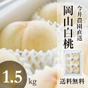 今井名人の岡山白桃1.5kg（5〜6玉）（白鳳、千種白鳳）^【予約販売/ロイヤル級厳選平均糖度12度/数量限定/送料無料/農家直送】【楽ギフ_のし】【ギフトタグ】